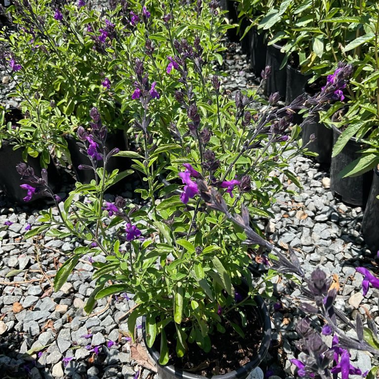 HC Gardening & Landscaping — project photo