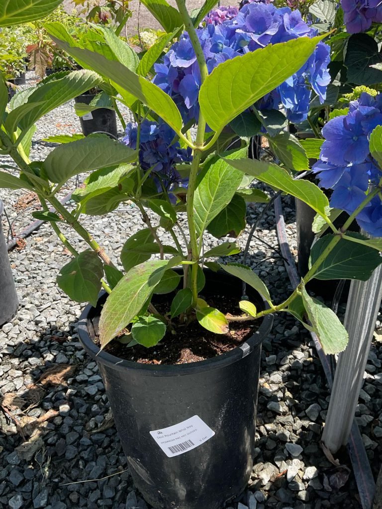 HC Gardening & Landscaping — project photo