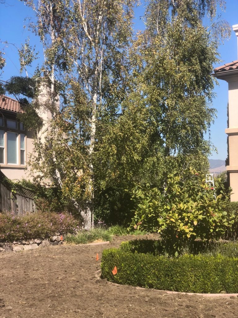Landscaping project by HC Gardening & Landscaping in the East Bay Area