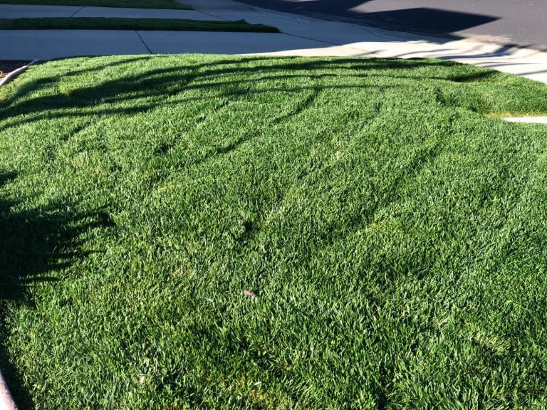 Landscaping project by HC Gardening & Landscaping in the East Bay Area