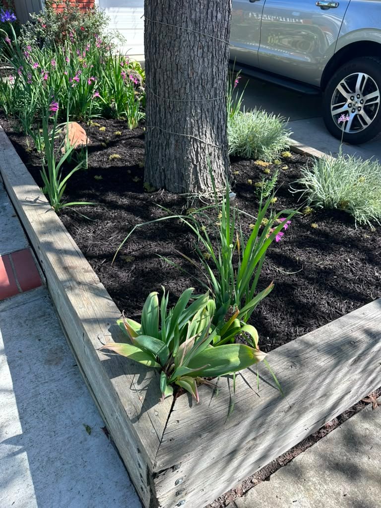 Landscaping project by HC Gardening & Landscaping in the East Bay Area