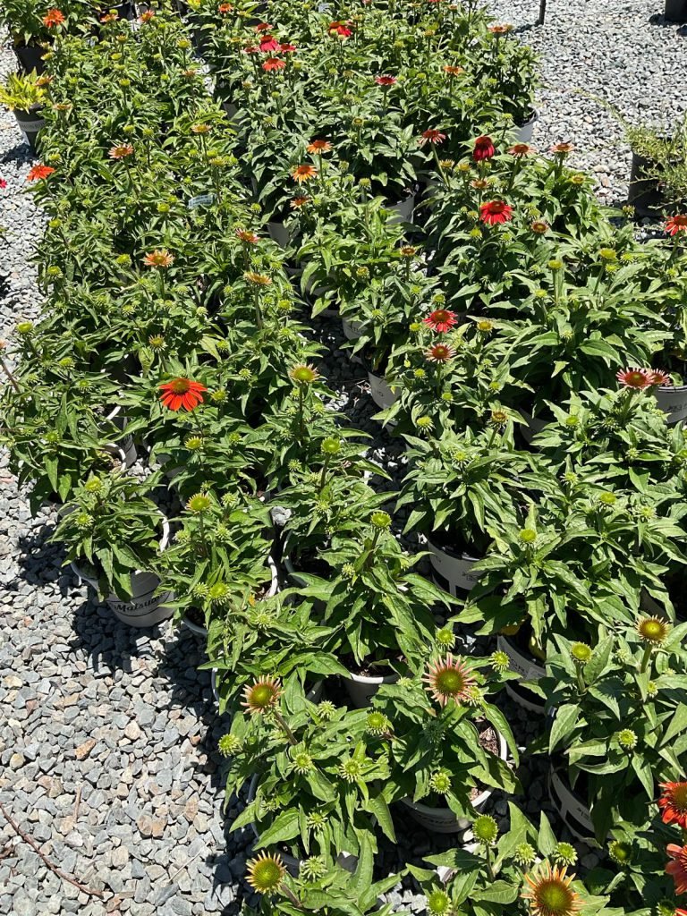 HC Gardening & Landscaping — project photo