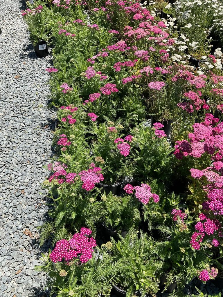 HC Gardening & Landscaping — project photo