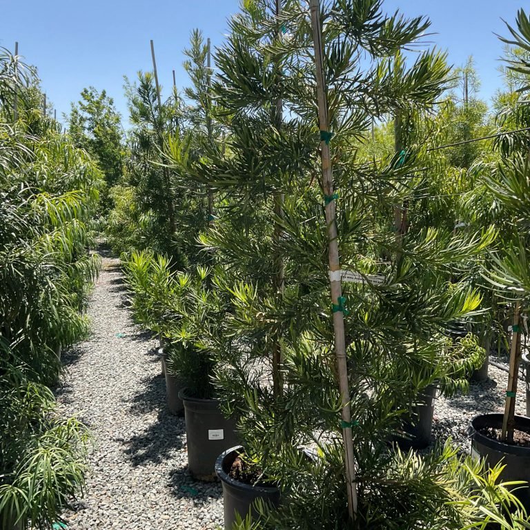 HC Gardening & Landscaping — project photo