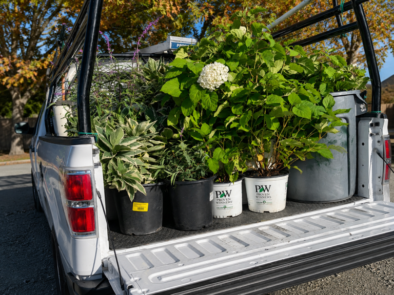 Fresh plant delivery for a landscaping project by HC Gardening & Landscaping
