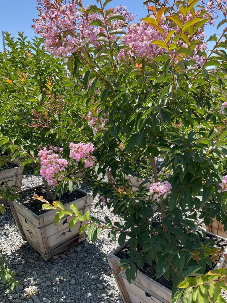 Plant Selection by HC Gardening & Landscaping